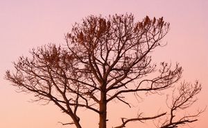 Predictable, token-based filenames with Eleventy Image